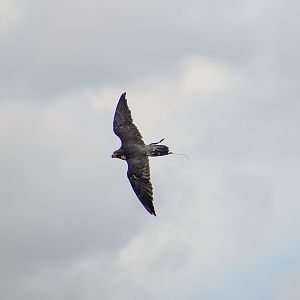 Peregrine Falcon