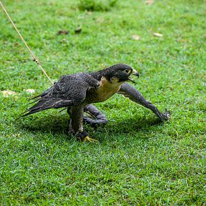 Peregrine Falcon