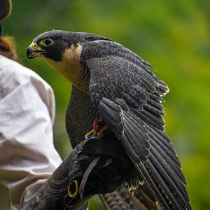 Peregrine Falcon