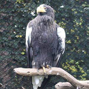 Steller's sea-eagle - adult