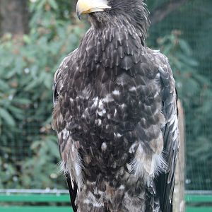 Steller's sea-eagle - immature