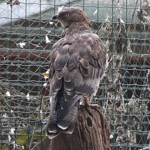 European honey-buzzard