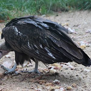 Hooded vulture