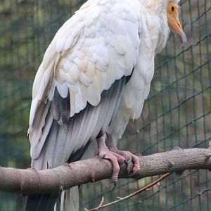 Egyptian vulture