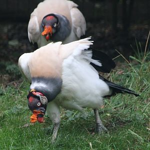 King vultures