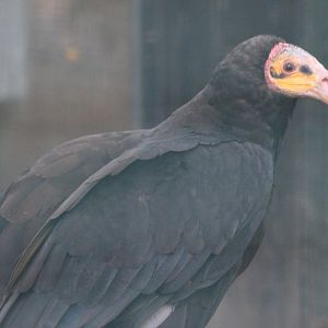 Lesser yellow-headed vulture