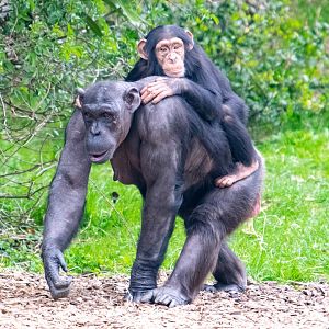 Chimpanzee Mother/Baby