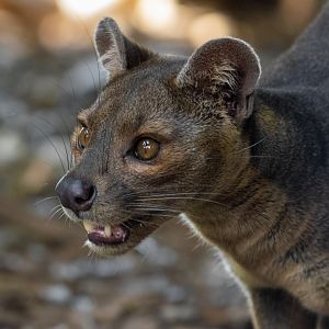 Fossa