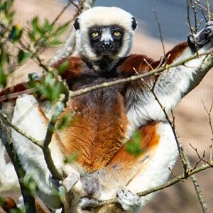 Coquerel's Sifaka