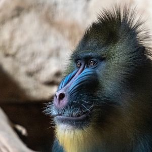 Male Mandrill