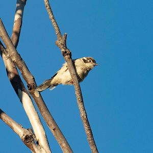 Brown-headed Honeyeater
