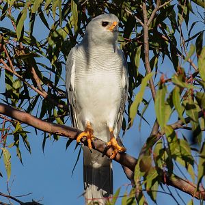 Grey Goshawk