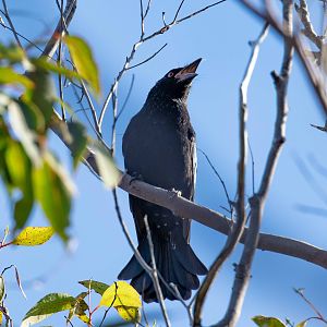 Spangled Drongo (showing spangles)