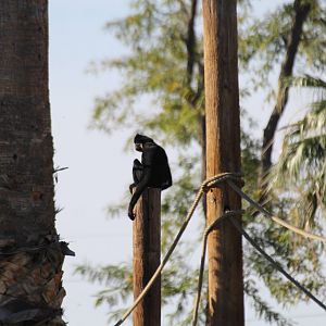 Yellow-cheeked Gibbon