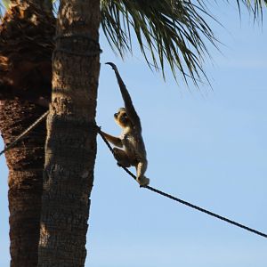 Yellow-cheeked Gibbon