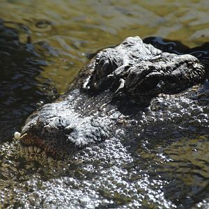 Chinese Alligator