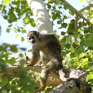 Guianan Squirrel Monkey