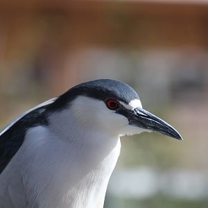Black-crowned Night-Heron (wild)