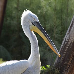 Dalmatian Pelican