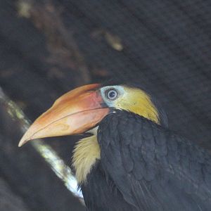Wrinkled Hornbill