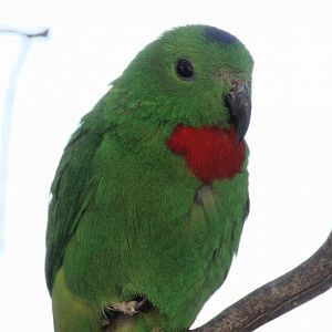 Blue-crowned Hanging-Parrot
