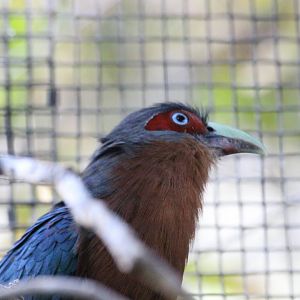Chestnut-breasted Malkoha