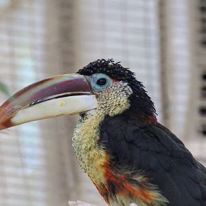 Curl-crested Aracari