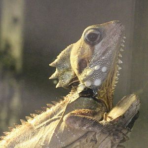 Boyd's Forest Dragon