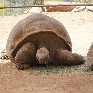 Darwin Volcano Giant Tortoise