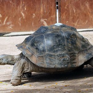 Iguana Cove Giant Tortoise
