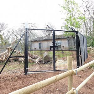 Mandrill enclosure, April 2022