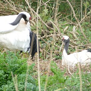 Red-crowned cranes, April 2022