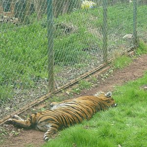 Sumatran Tiger, April 2022