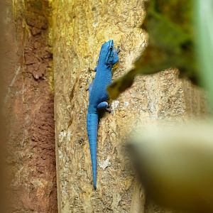 Electric Blue Gecko, April 2022