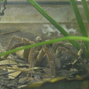 Goliath bird eating spider, April 2022
