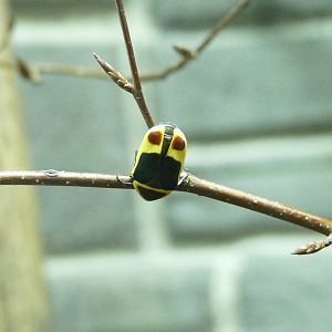 Sun Beetle, April 2022