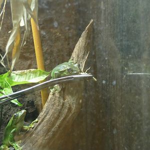 Fea's Tree Frog, April 2022