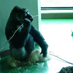 Lowland Gorilla, Pertinax, April 2022
