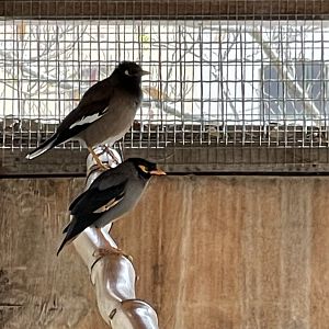 Mynah ID? ~ Villa Rundle gardens aviary, Gozo