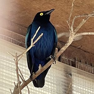Glossy Starling ID? ~ Villa Rundle gardens aviary, Gozo