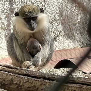 Vervet or Grivet? ~ Wildlife park Malta