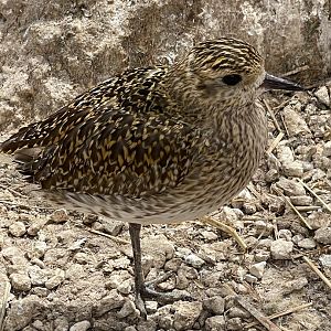 Bird ID? ~ Wildlife park Malta