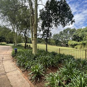 Cape Eland and Kafue Lechwe Exhibit (Tragelaphus oryx oryx, Kobus leche kafuensis)