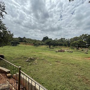 Cape Eland and Kafue Lechwe Exhibit (Kobus leche kafuensis, Taurotragus oryx oryx)