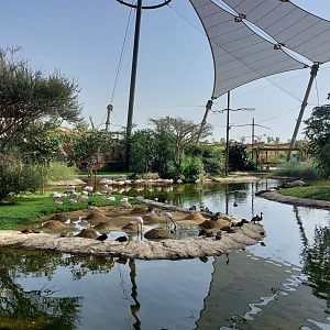 Birds in main avairy