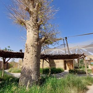Real Baobab tree