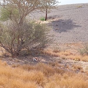 Gazelle in Sahel exhibit