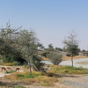 Group of gazelles in Sahel exhibit