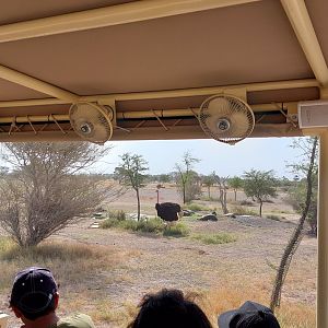 Ostrich in Sahel exhibit