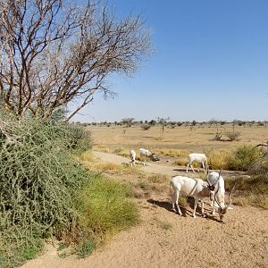 Addax in Sahel exhibit